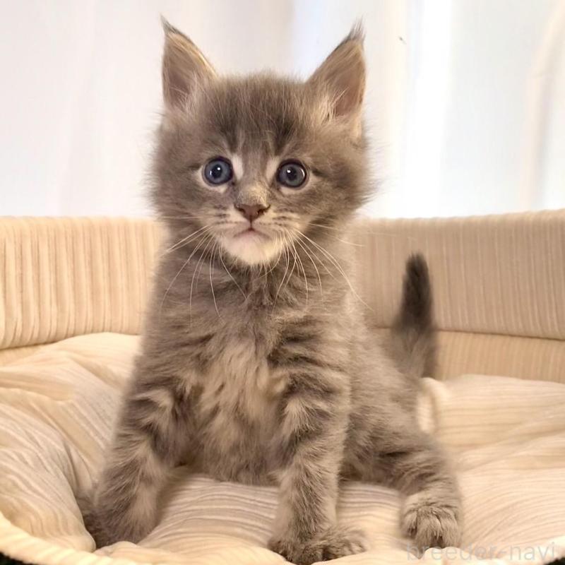 販売中の栃木県のメインクーン-133127の3枚目