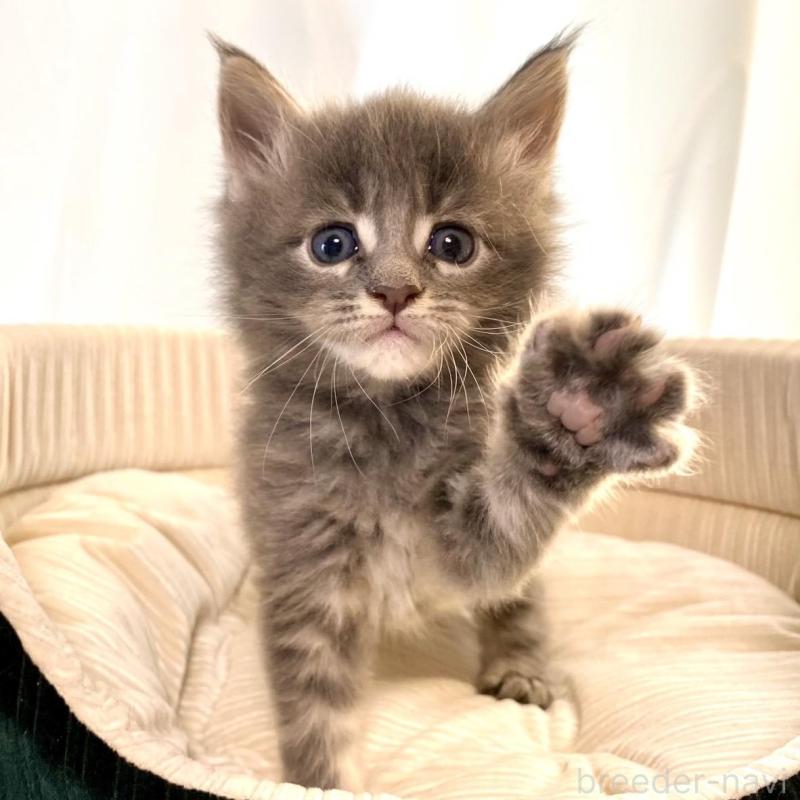 販売中の栃木県のメインクーン-133127の2枚目