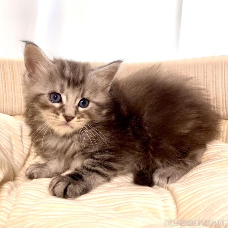 販売中の栃木県のメインクーン-133128の6枚目