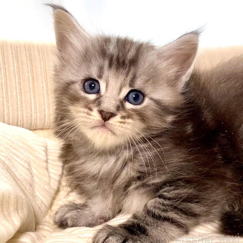 販売中の栃木県のメインクーン-133128の5枚目