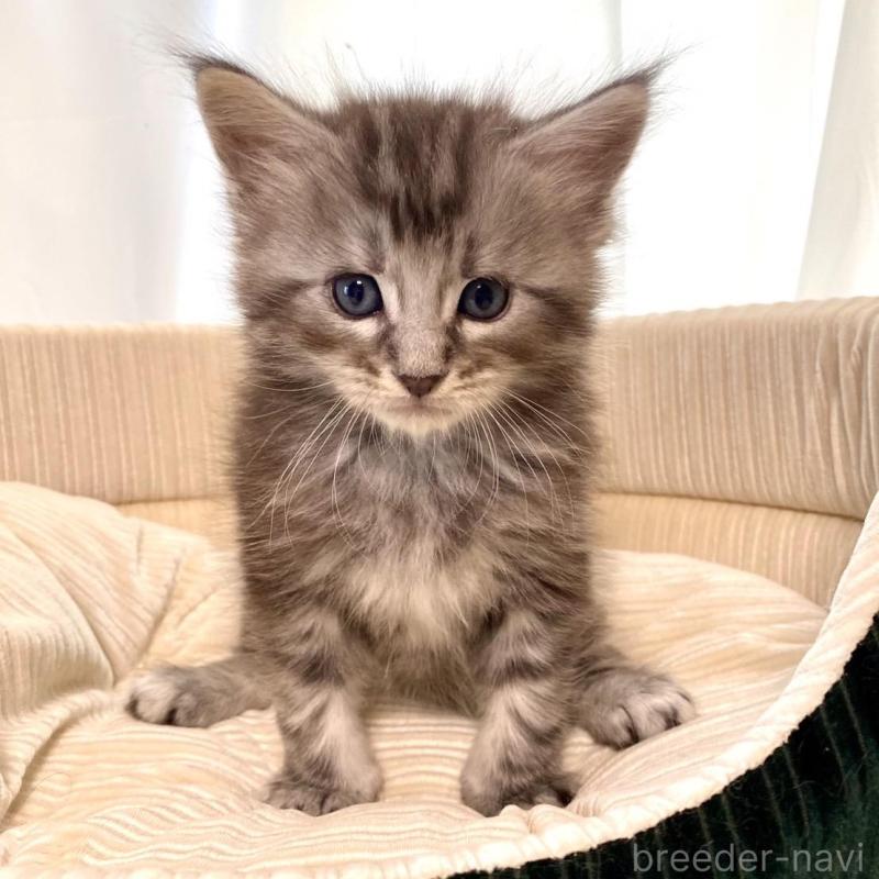 販売中の栃木県のメインクーン-133128の3枚目