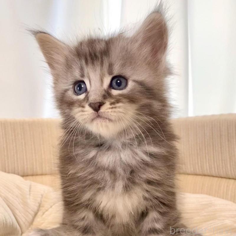 販売中の栃木県のメインクーン-133128の2枚目