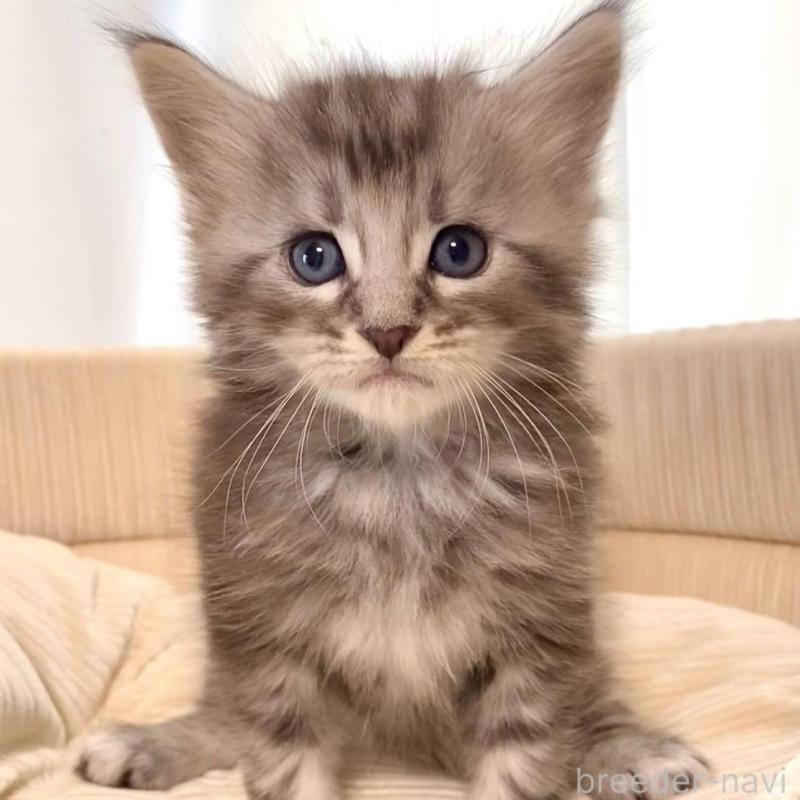 販売中の栃木県のメインクーン-133128