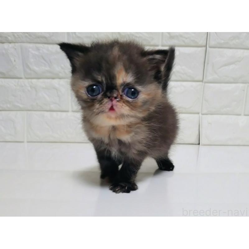 販売中の静岡県のエキゾチックショートヘア-133130の9枚目