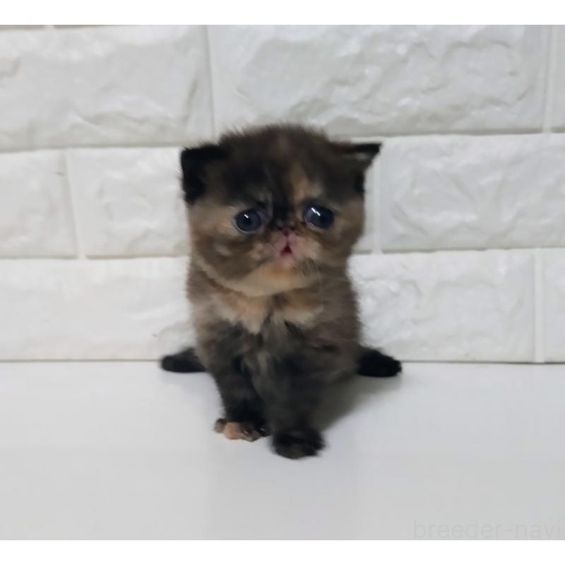 販売中の静岡県のエキゾチックショートヘア-133130の8枚目