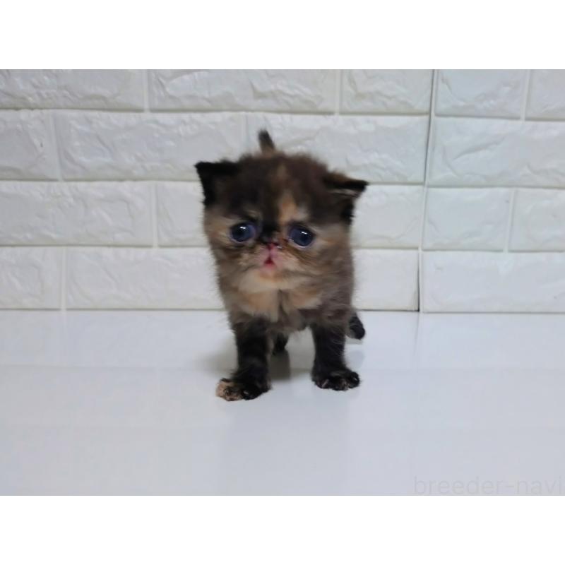 販売中の静岡県のエキゾチックショートヘア-133130の7枚目