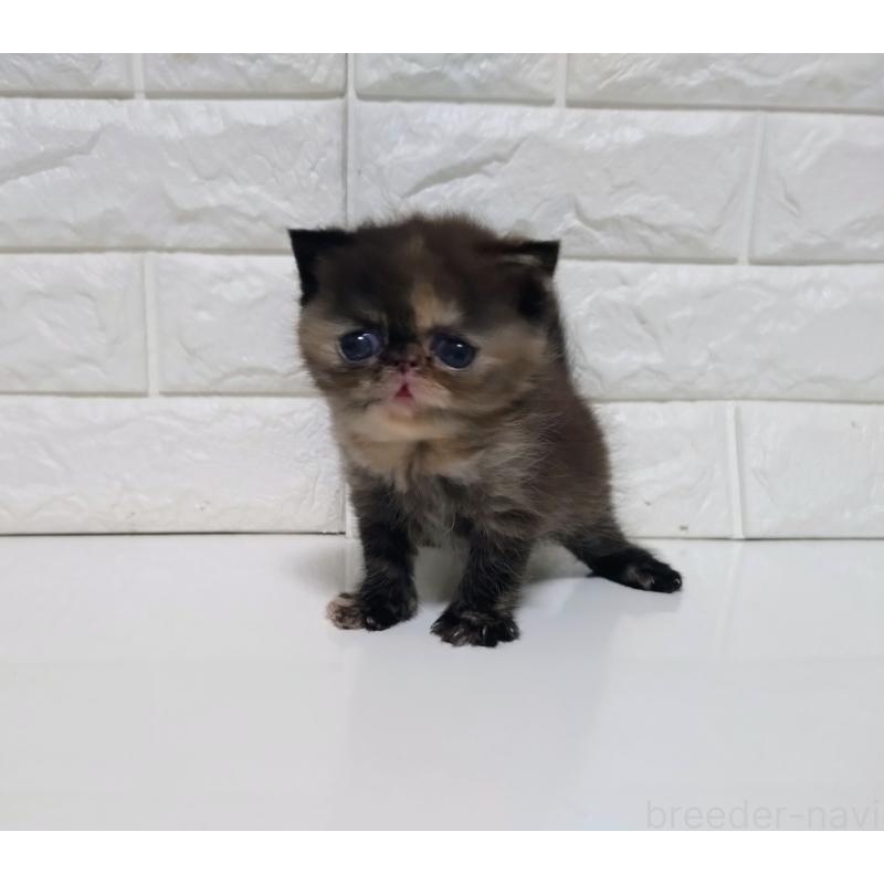 販売中の静岡県のエキゾチックショートヘア-133130の6枚目