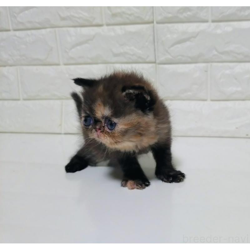 販売中の静岡県のエキゾチックショートヘア-133130の5枚目