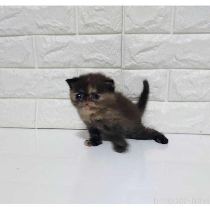 販売中の静岡県のエキゾチックショートヘア-133130の4枚目