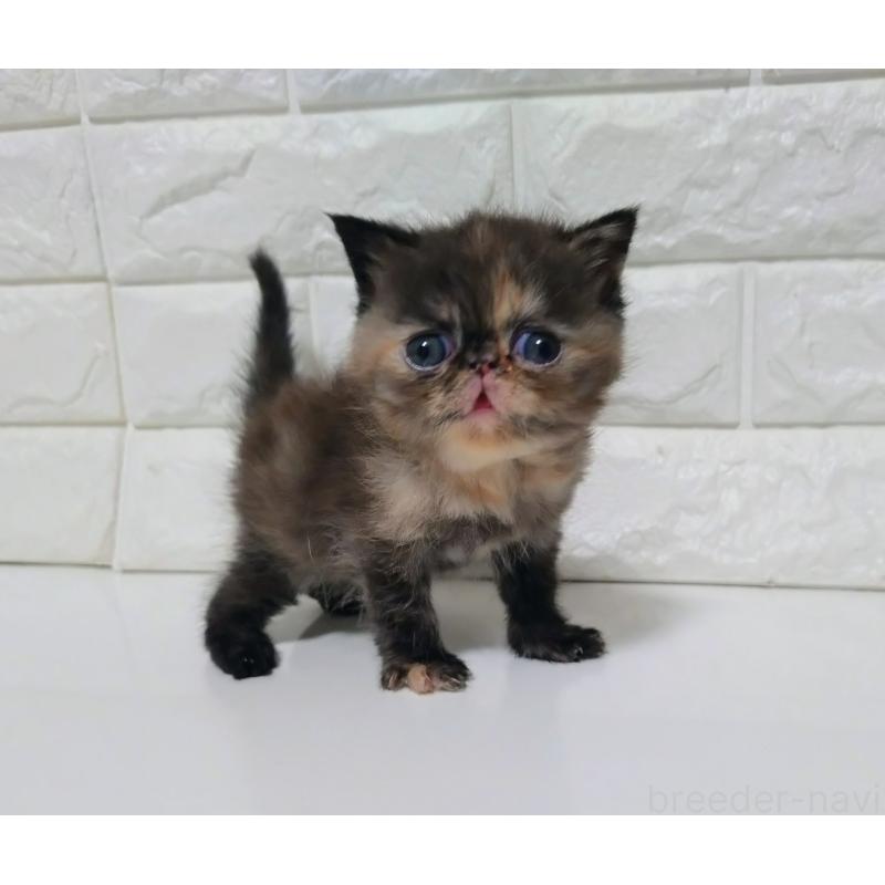 販売中の静岡県のエキゾチックショートヘア-133130の3枚目