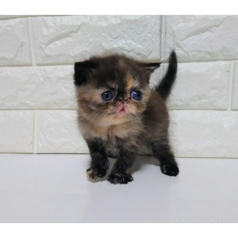 販売中の静岡県のエキゾチックショートヘア-133130の2枚目