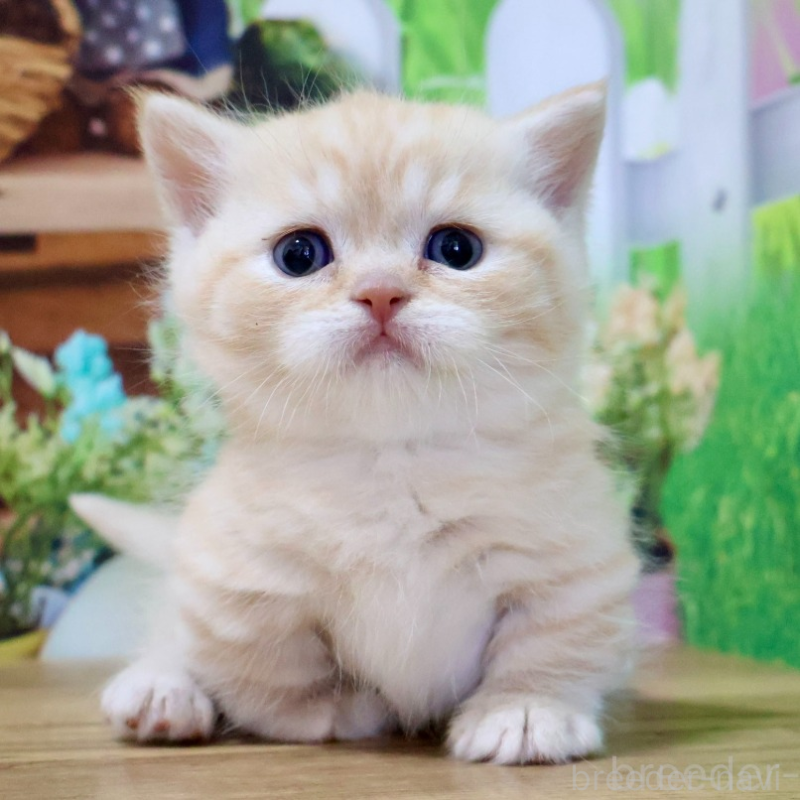 販売中の岐阜県のマンチカン(短足)-133131の1枚目