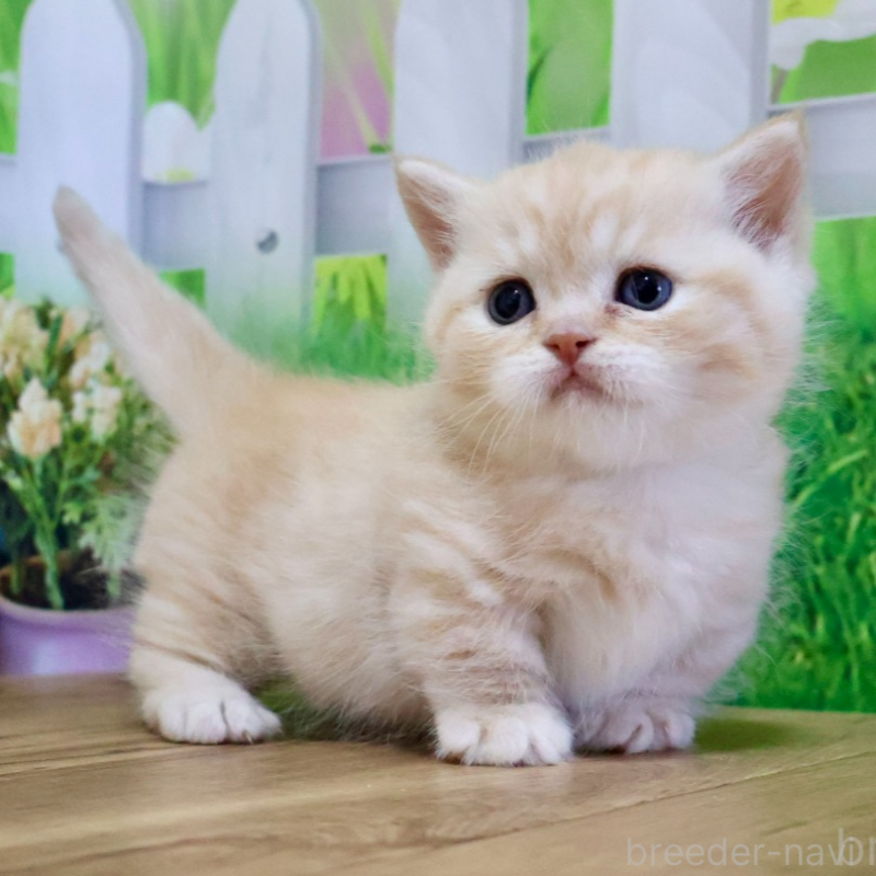 販売中の岐阜県のマンチカン(短足)-133131の4枚目