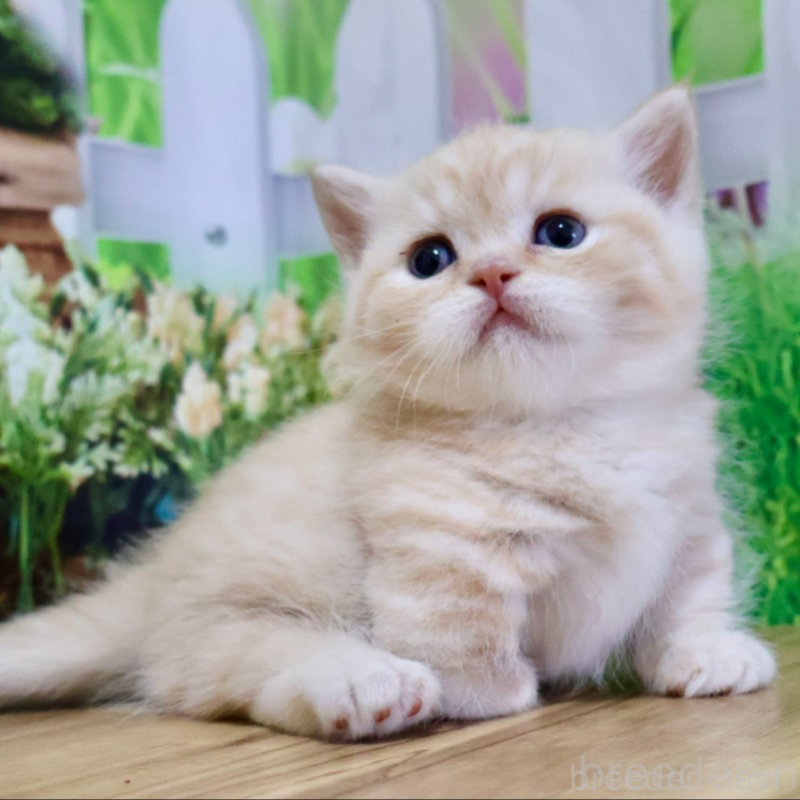 販売中の岐阜県のマンチカン(短足)-133131の3枚目