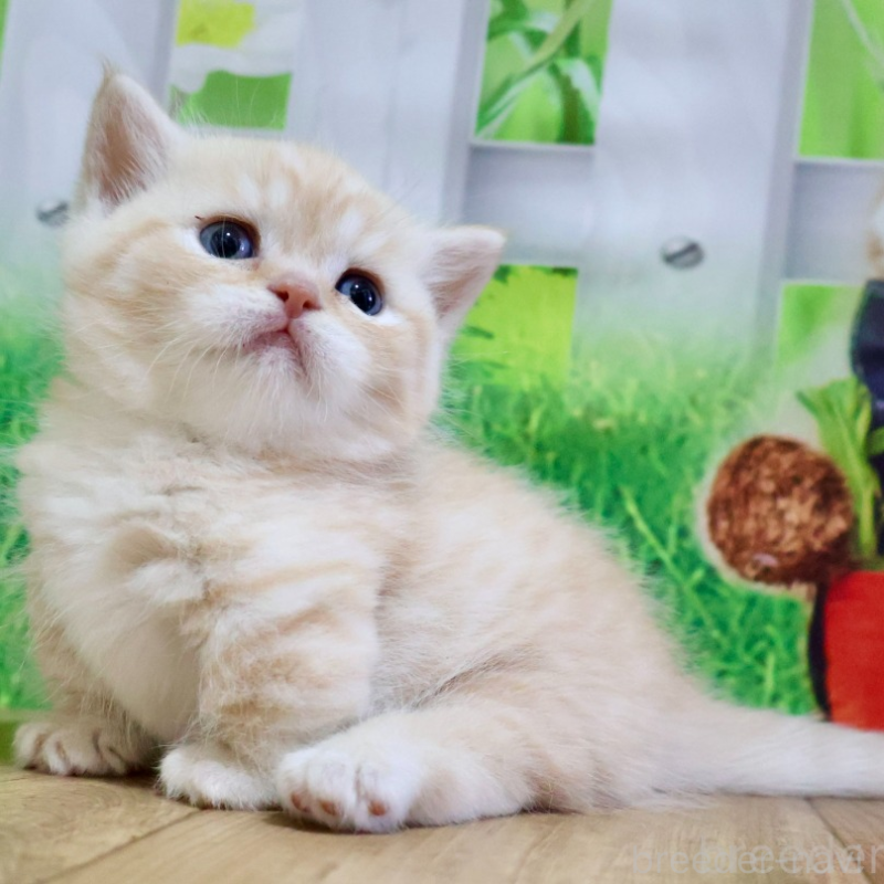 販売中の岐阜県のマンチカン(短足)-133131の2枚目