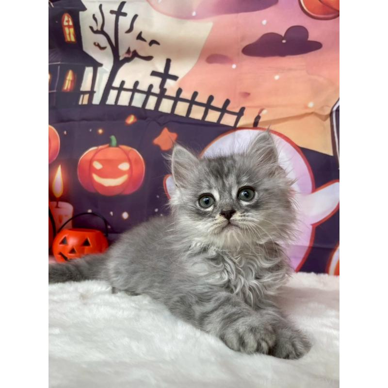 成約済の埼玉県のサイベリアン-129698の2枚目