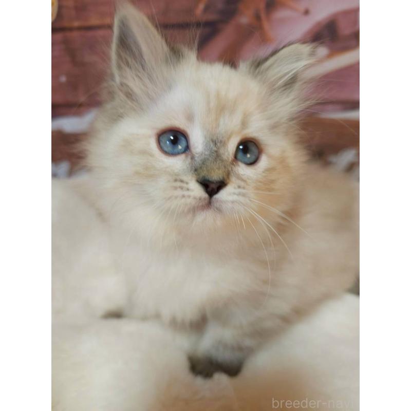 商談中の埼玉県のサイベリアン-132480の5枚目