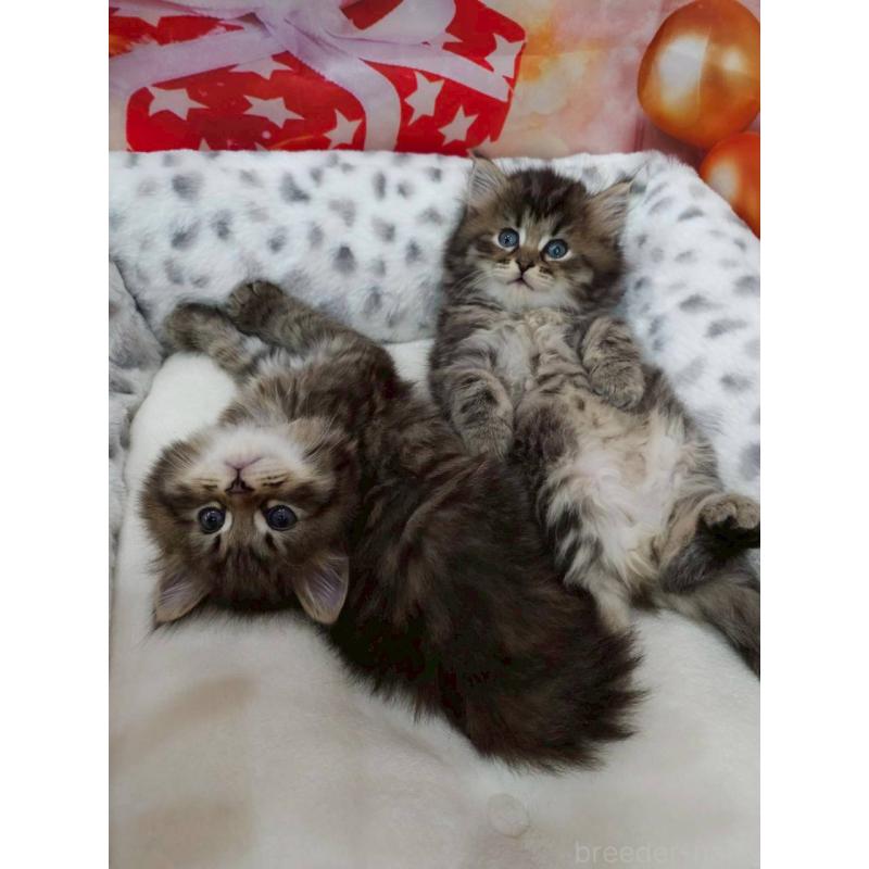 販売中の埼玉県のサイベリアン-132772の6枚目