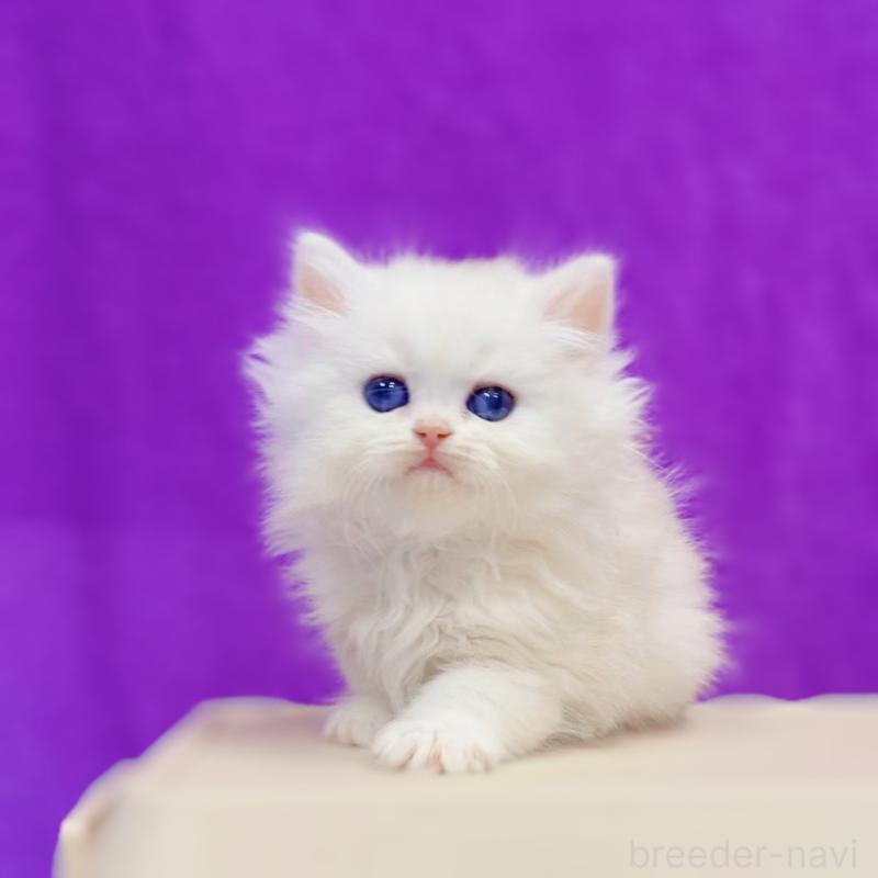 販売中の大阪府のブリティッシュショートヘア-131831