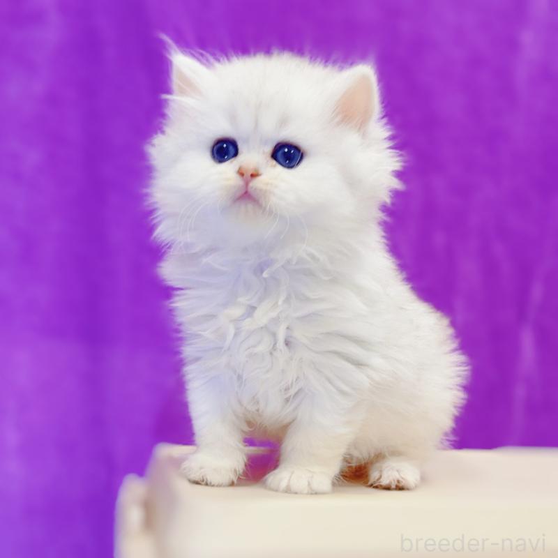 販売中の大阪府のブリティッシュショートヘア-131830