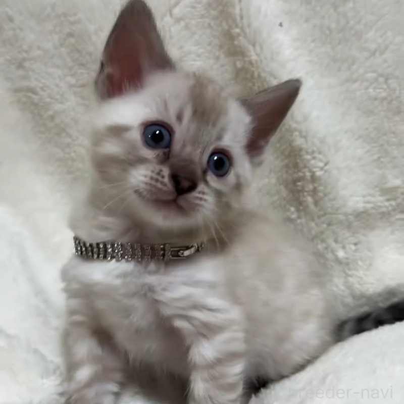 販売中ののベンガル-133132