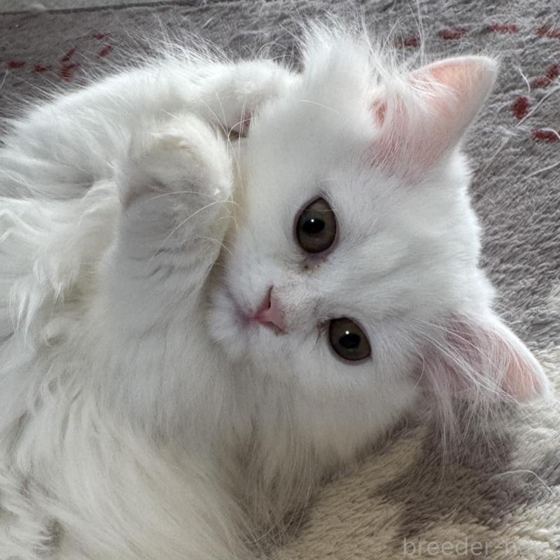 販売中の埼玉県のミヌエット(短足)-133133の8枚目