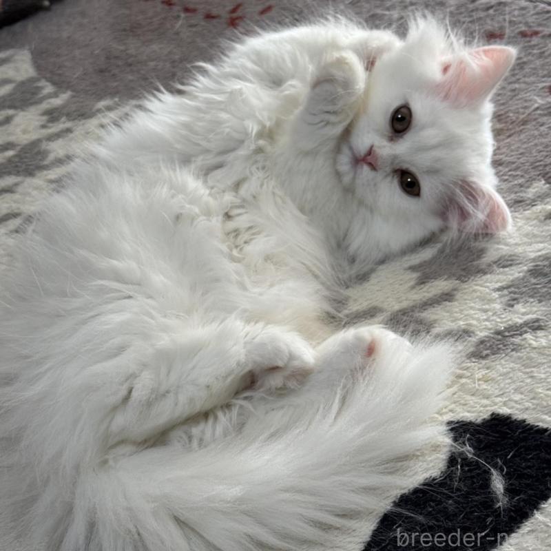 販売中の埼玉県のミヌエット(短足)-133133の7枚目