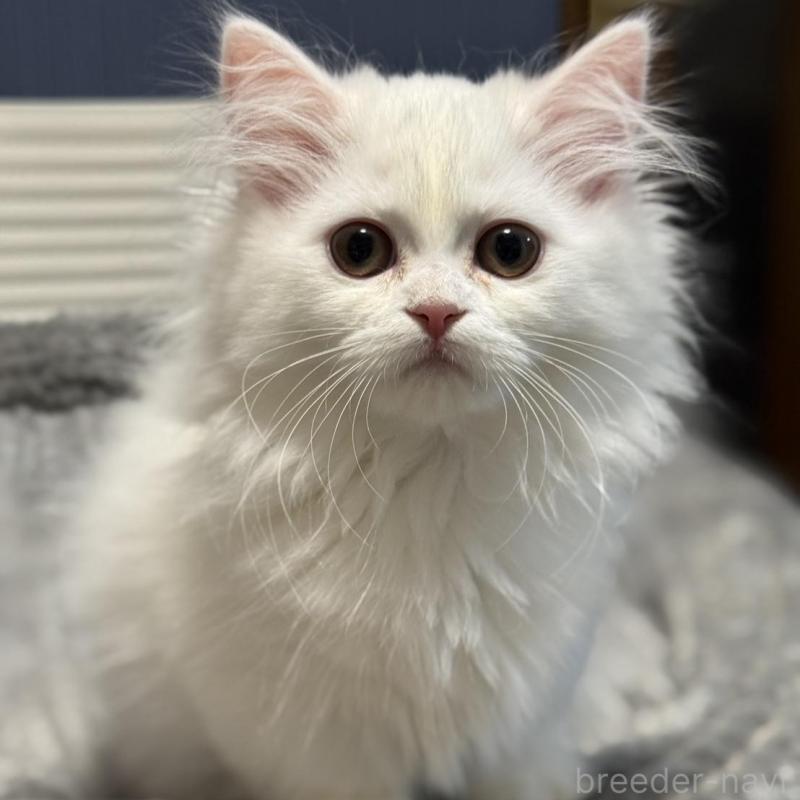 販売中の埼玉県のミヌエット(短足)-133133の6枚目