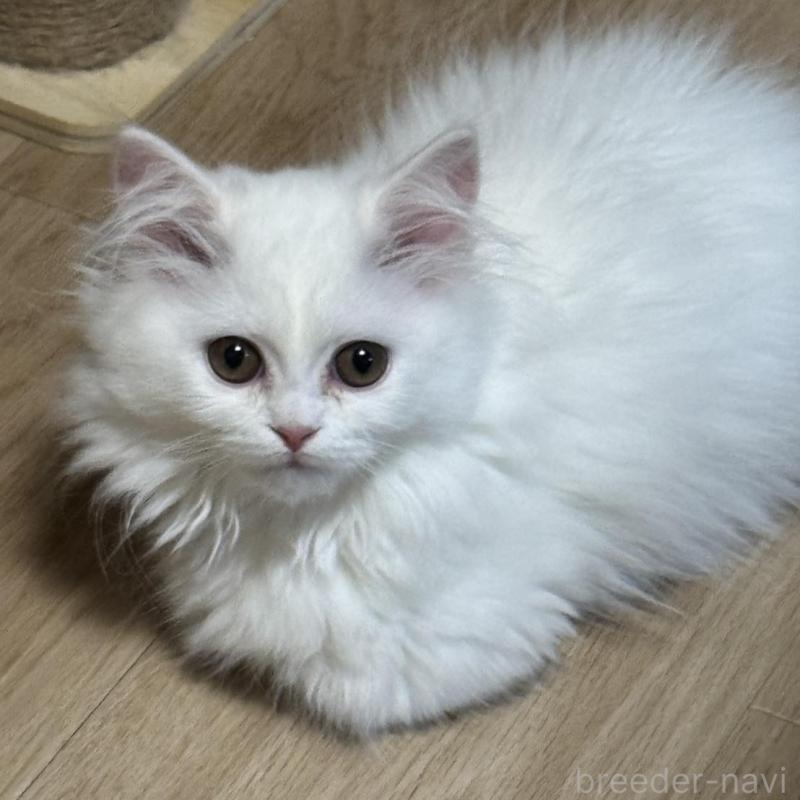 販売中の埼玉県のミヌエット(短足)-133133の5枚目