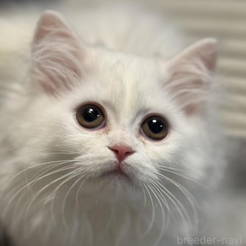 販売中の埼玉県のミヌエット(短足)-133133の1枚目