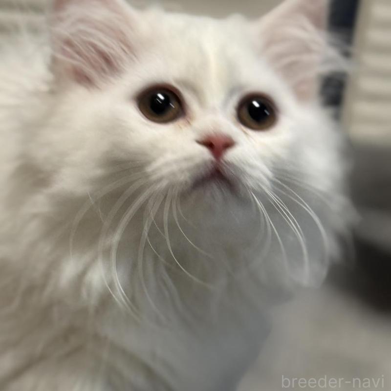 販売中の埼玉県のミヌエット(短足)-133133の4枚目