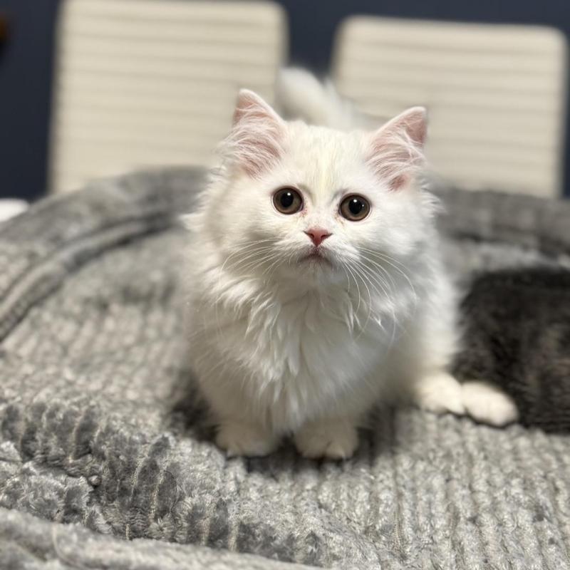 販売中の埼玉県のミヌエット(短足)-133133の3枚目