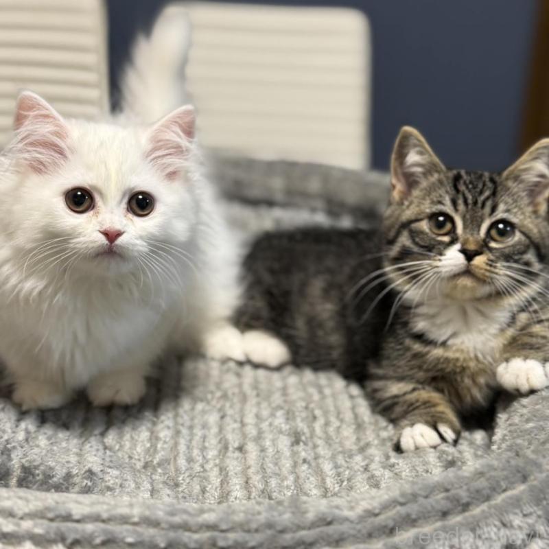 販売中の埼玉県のミヌエット(短足)-133133の2枚目