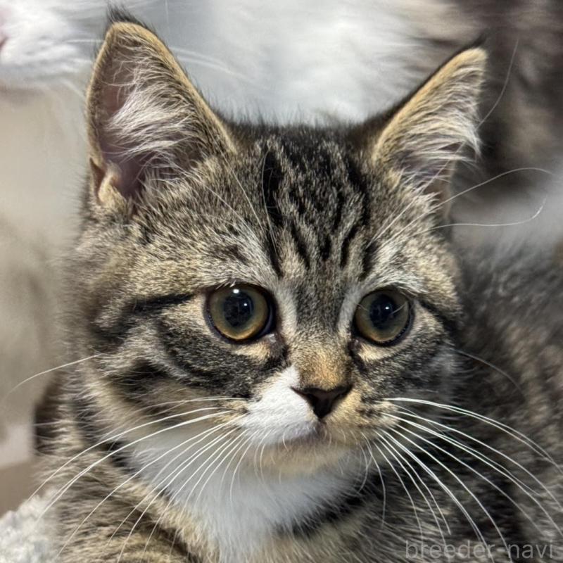 販売中の埼玉県のミヌエット(短足)-133134の9枚目