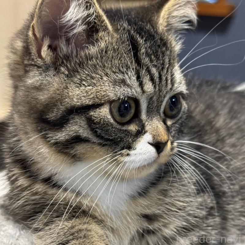 販売中の埼玉県のミヌエット(短足)-133134の8枚目