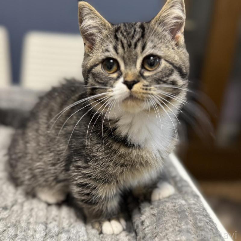 販売中の埼玉県のミヌエット(短足)-133134の7枚目