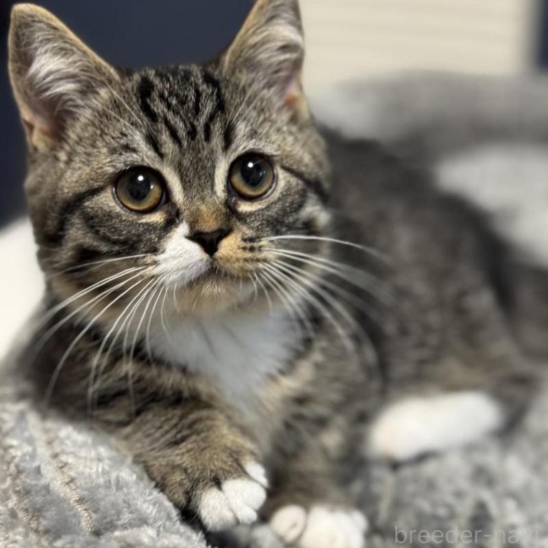 販売中の埼玉県のミヌエット(短足)-133134の6枚目