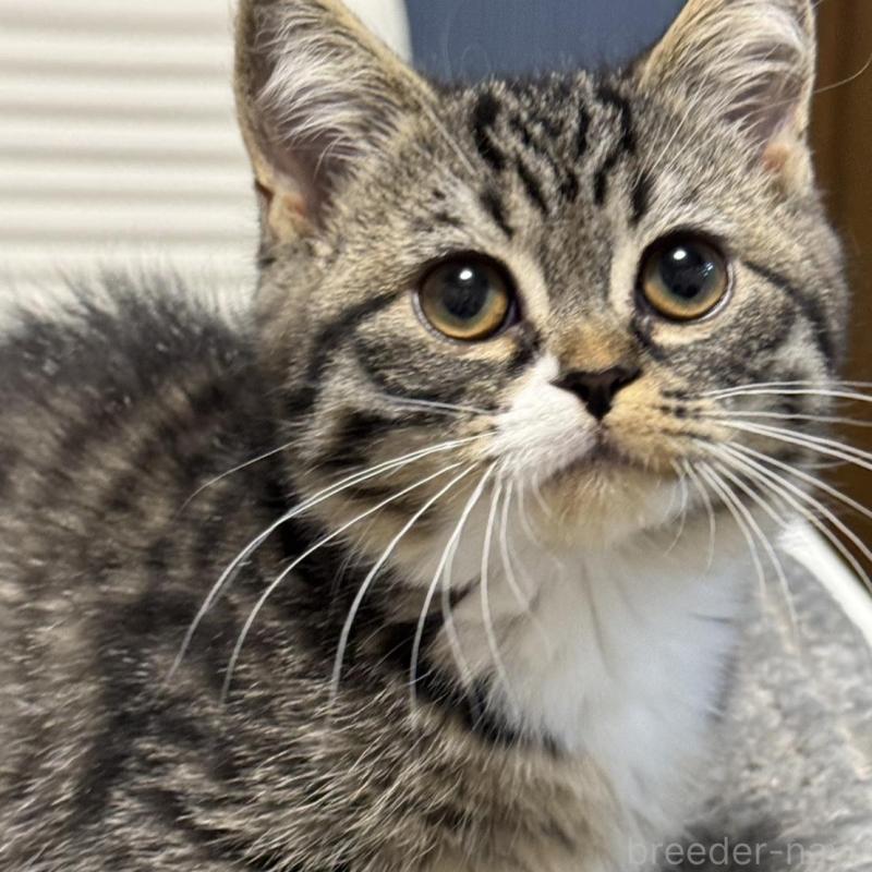 販売中の埼玉県のミヌエット(短足)-133134の5枚目