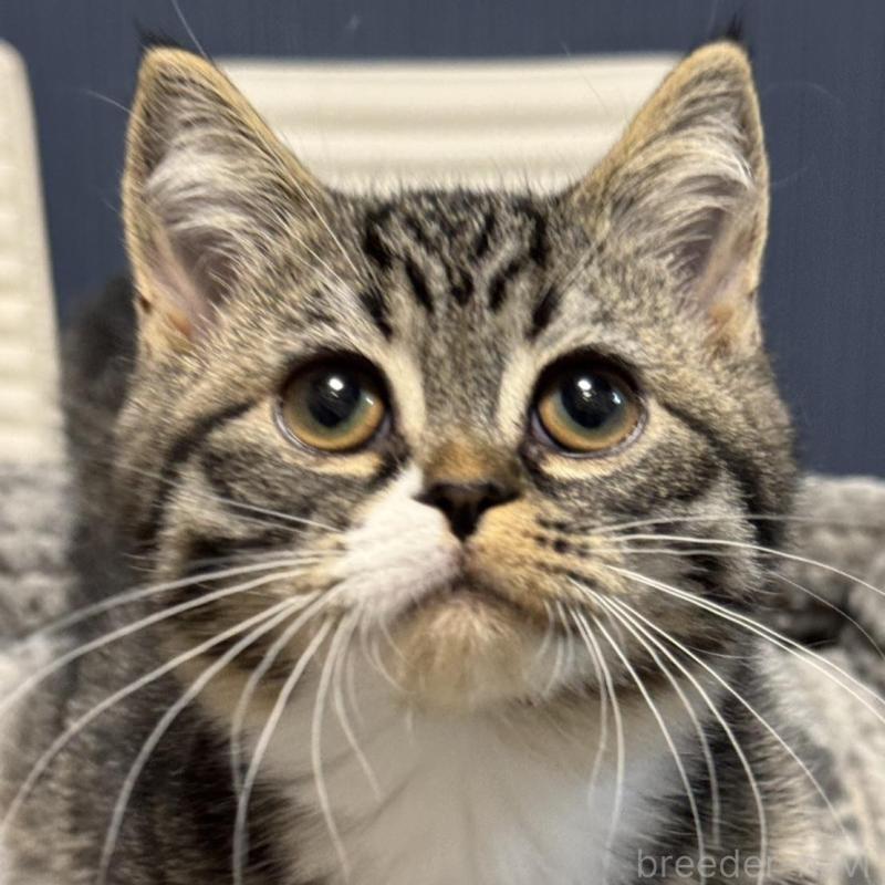 販売中の埼玉県のミヌエット(短足)-133134の4枚目