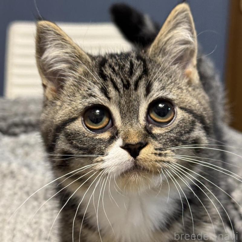 販売中の埼玉県のミヌエット(短足)-133134の3枚目