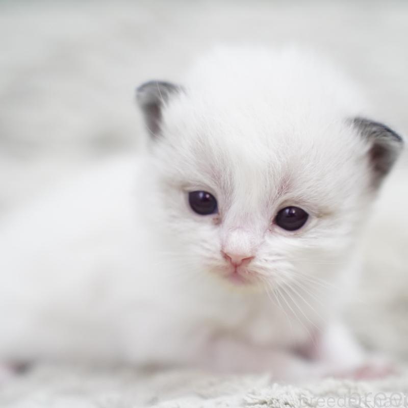 販売中の千葉県のラグドール-133135の1枚目