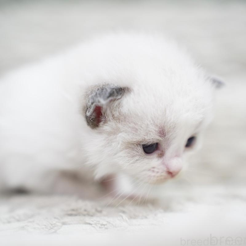 販売中の千葉県のラグドール-133135の3枚目