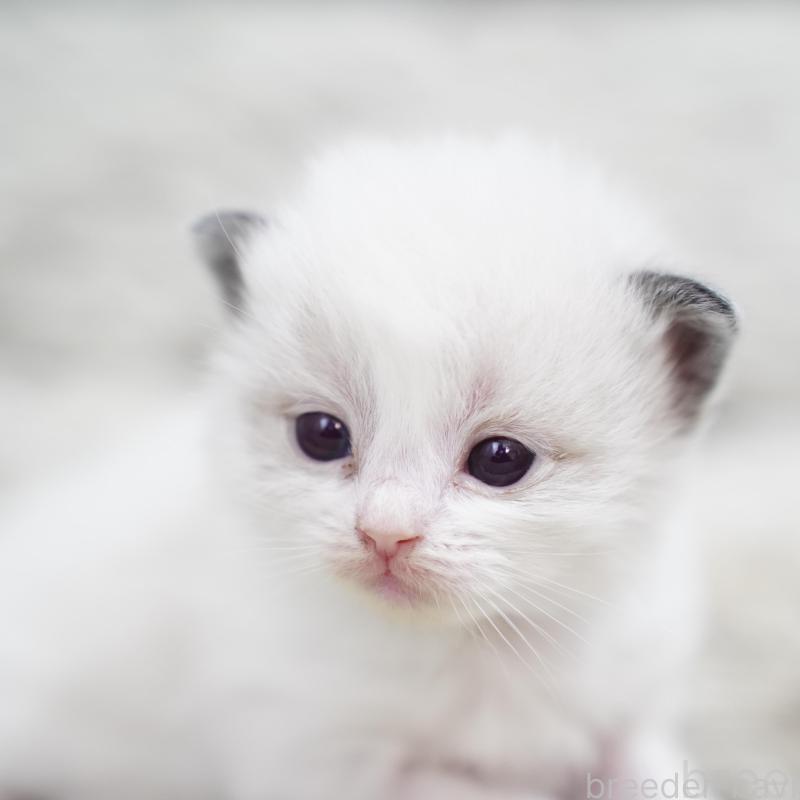 販売中の千葉県のラグドール-133136の9枚目