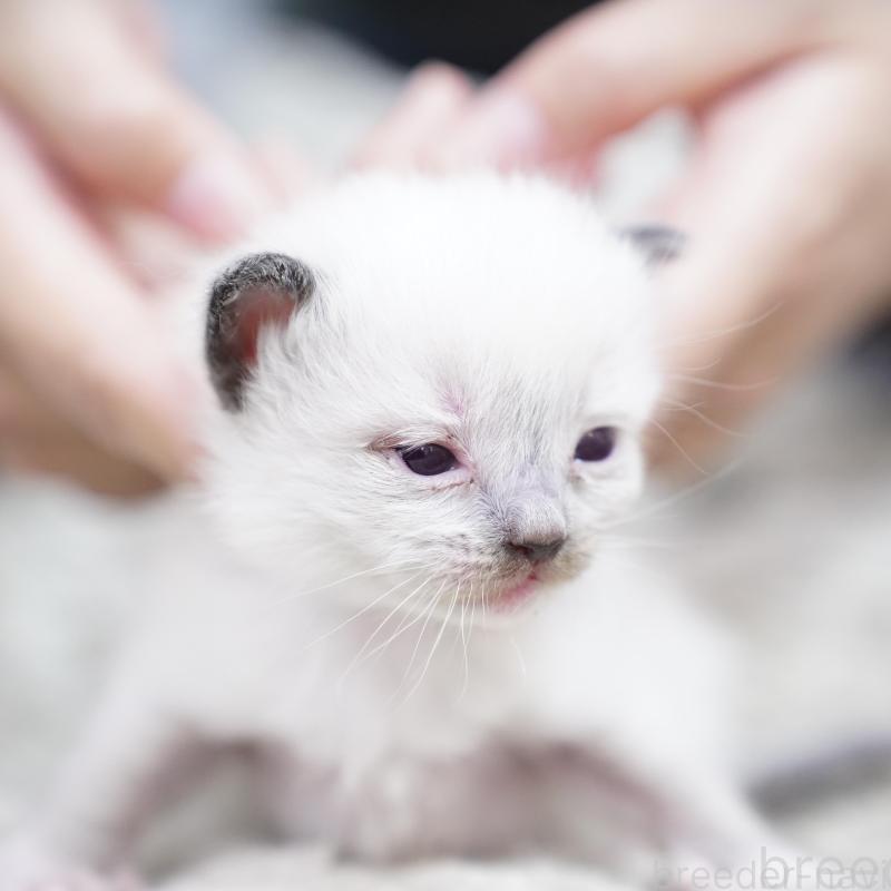 販売中の千葉県のラグドール-133136の8枚目