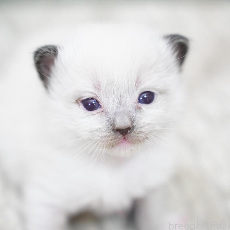 販売中の千葉県のラグドール-133136の1枚目