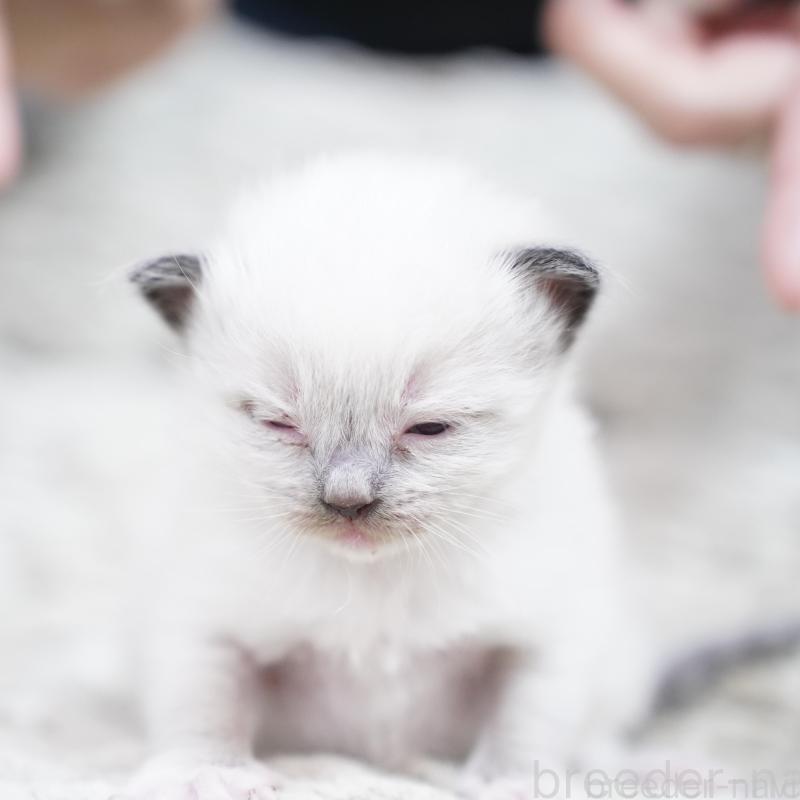 販売中の千葉県のラグドール-133136の7枚目