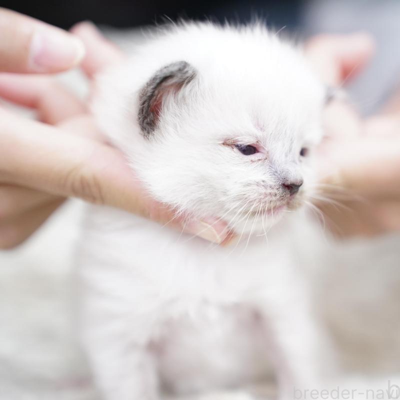 販売中の千葉県のラグドール-133136の6枚目