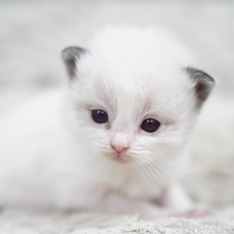 販売中の千葉県のラグドール-133136の5枚目