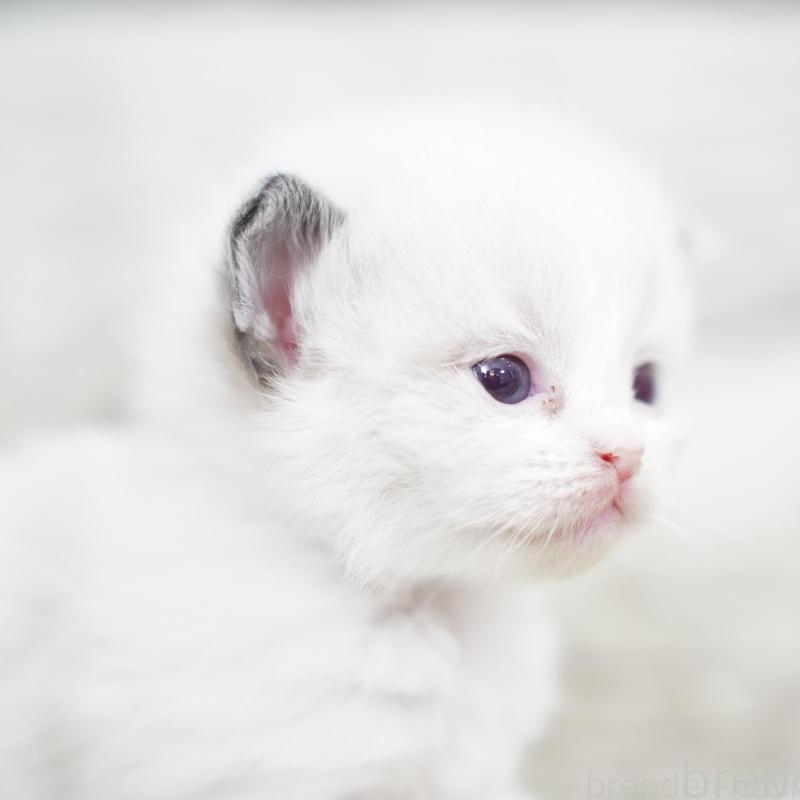 販売中の千葉県のラグドール-133136の4枚目