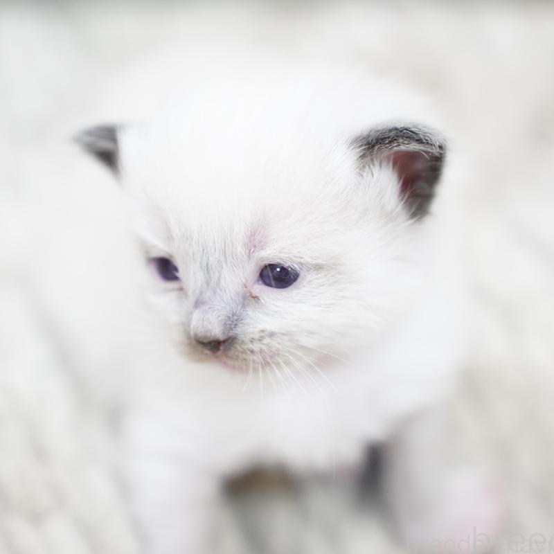 販売中の千葉県のラグドール-133136の3枚目